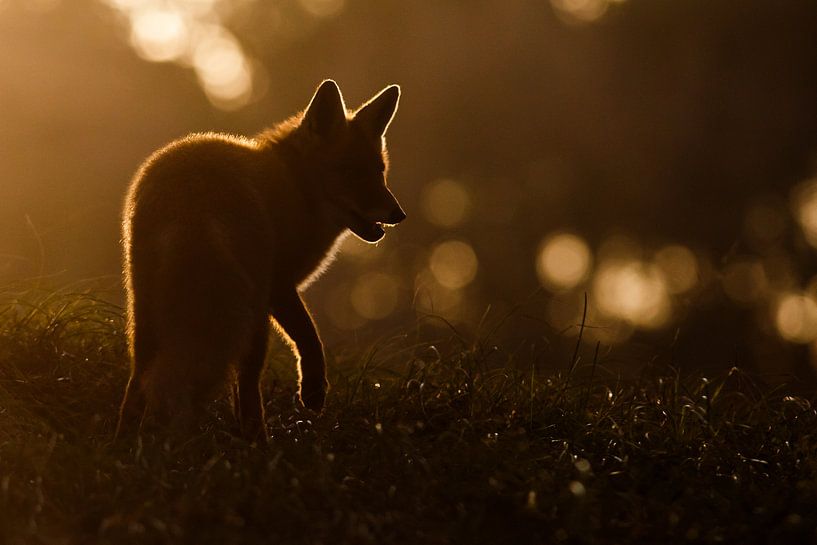 Last light of the day.. van Pim Leijen