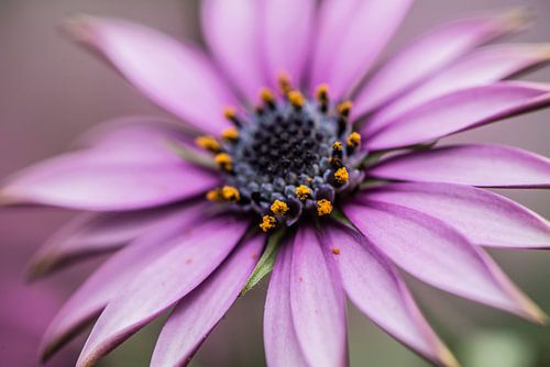 Spaanse Margriet