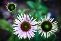 Zonnehoed Echinacea angustifolia