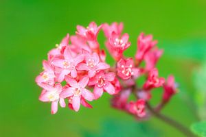 Roze bloemetjes van Dennis van de Water