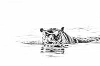 Hippo