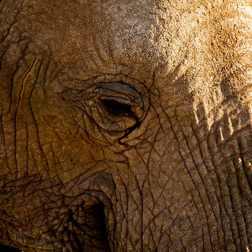 olifant close-up