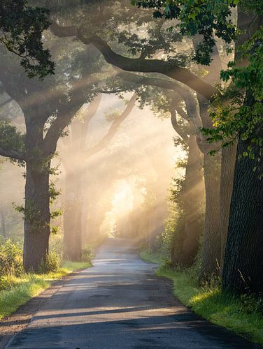 Lumière du matin sur Nils Steiner