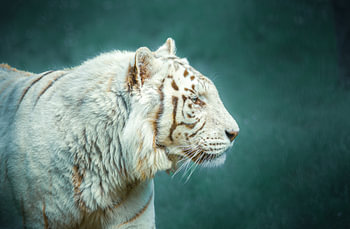 Weißer Tiger im Profil vor einem dunkelgrau-grünen Hintergrund