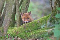 Curious fox cub explores the world.