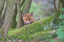 Curious fox cub explores the world. by Larissa Rand