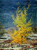 Eine kleine Buche in Herbstfarben in der Landschaft, Dovrefjell, Oppland, Norwegen