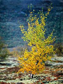 Eine kleine Buche in Herbstfarben in der Landschaft, Dovrefjell, Oppland, Norwegen von Nature in Stock