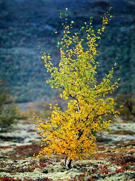 Eine kleine Buche in Herbstfarben in der Landschaft, Dovrefjell, Oppland, Norwegen von Nature in Stock