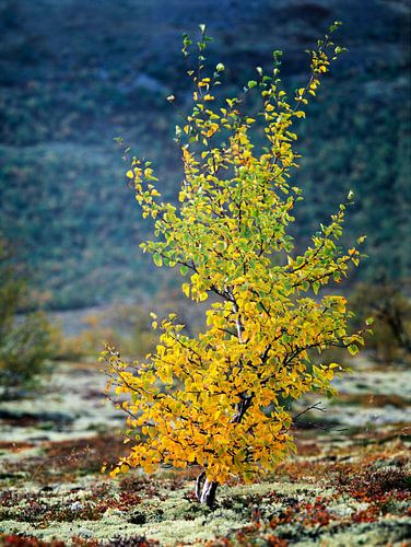 Eine kleine Buche in Herbstfarben in der Landschaft, Dovrefjell, Oppland, Norwegen