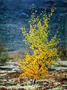 Single Birch tree in autumn colours, Dovrefjell, Norway by Nature in Stock thumbnail