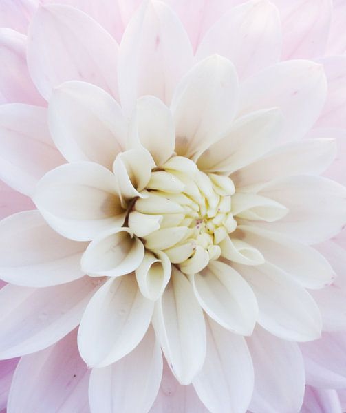 Dalia Eternal Snow von Lotte Veldt