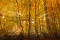 Autumn Burst van Hans Koster thumbnail