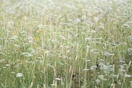 Blumenfeld von Anne Michielsen