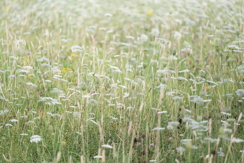champ de fleurs par Anne Michielsen