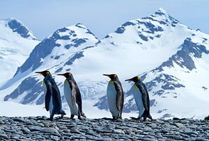 Pingouins royaux de Géorgie du Sud