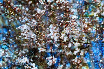 Frühlingsblüte von Henk Leijen