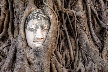Boeddha in boom van Richard Guijt Photography