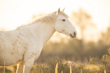 Ein schönes Camargue-Pferd in der Morgensonne. von Kris Hermans