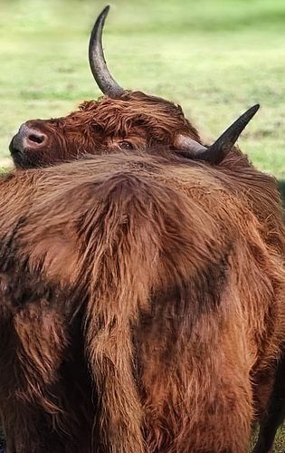 Biche d'une vache écossaise des Highlands sur Olivier Photography