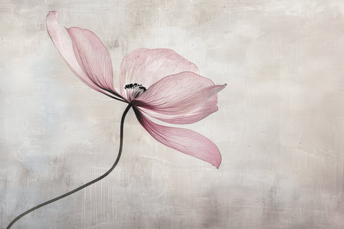 Fleur délicate en rose