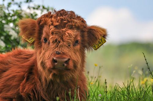 Kalfje Schotse hooglander