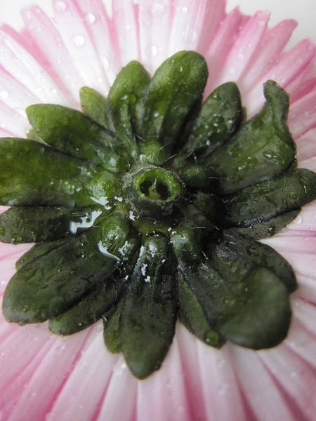 Bride by Leonie Versantvoort