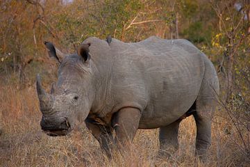 The first rhino in the Kruger park by Morena 68
