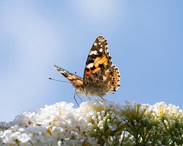 Wunderschöner Distelfalter auf einem weißen Schmetterlingsbusch von Robbert De Reus