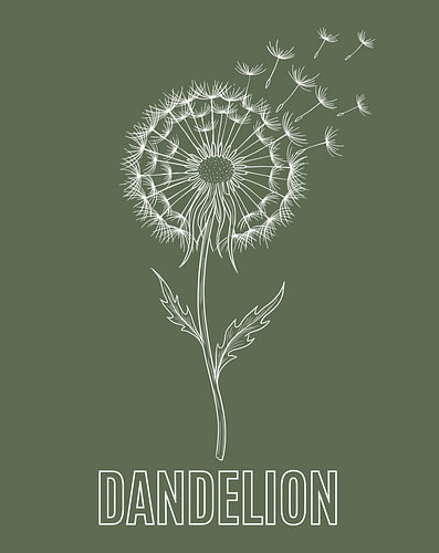 Minimalistisches Poster mit einer Strichzeichnung einer Löwenzahnblüte