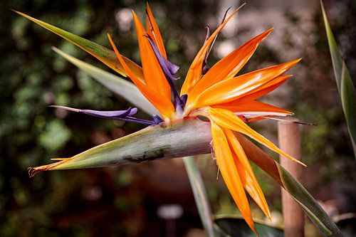 Strelitzia