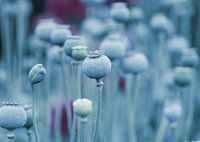 Sommer Mohnblumen Kapseln in Blau