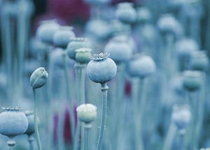 Summer poppy capsules in blue