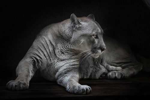 The question is in the eyes of a languid female cougar, dangerous and beautiful in the dark, black a