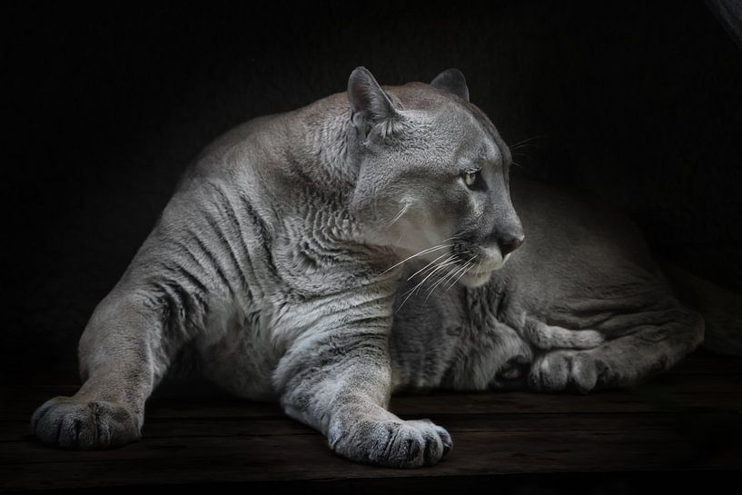 Die Frage steht in den Augen einer trägen Puma-Frau, gefährlich und schön in der Dunkelheit, schwarz von Michael Semenov