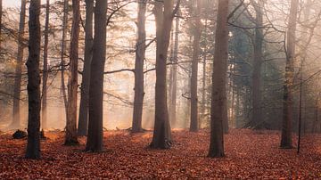 Cronebos in the Throw by gooifotograaf