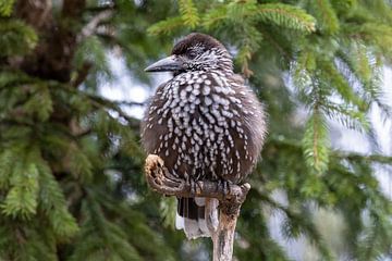 Notenkraker in het bos van Teresa Bauer