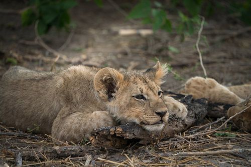 lion cub