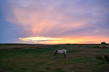 Paard in weide tijdens ondergaande zon van Sandra Kulk