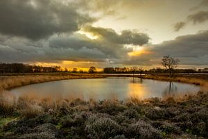 Pingo in het Brunstingerveld van Arie Flokstra Natuurfotografie