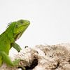 Apple green young iguana by Bas Ronteltap