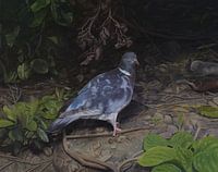 Taubenvogel (Die Taube)