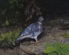 Pigeon (La colombe) sur Anonymous Art
