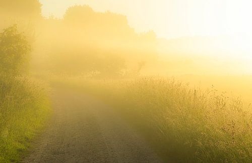 Rold Skov (Denemarken)