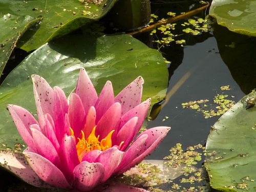 Waterlilly by Dirk Aerts
