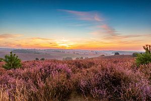 Sonnenaufgang über blühenden Heidekrautfeldern in den Hügeln