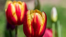 Macro shot of red yellow tulips by David Esser