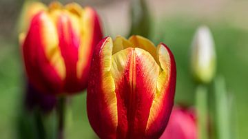 Macro-opname van roodgele tulpen van David Esser
