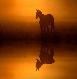 Pferd im Nebel by Lars Tuchel
