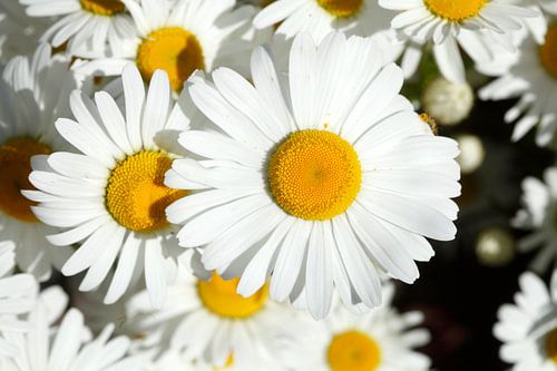 Marguerite, Allemagne